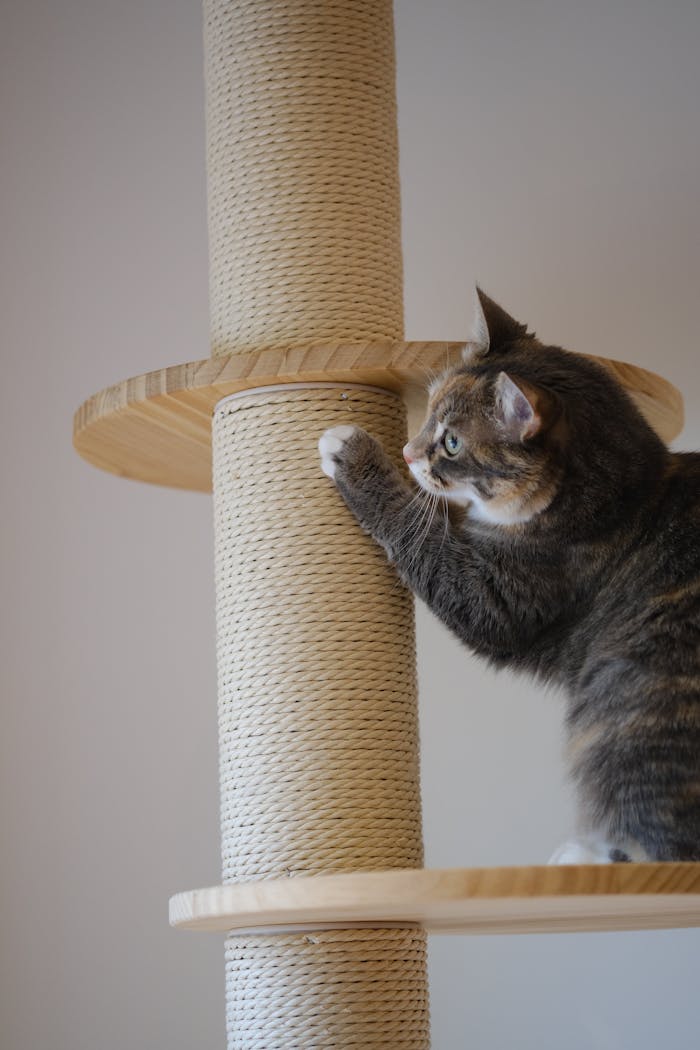 A Cat Scratching a Cat Tree