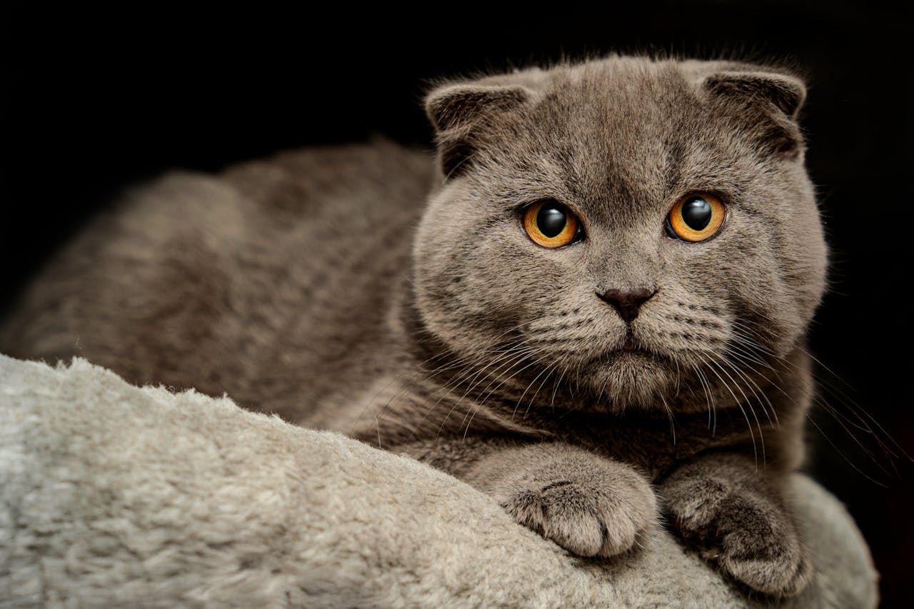 Close-up of a British Shorthair cat with plush fur and round face resting indoors.