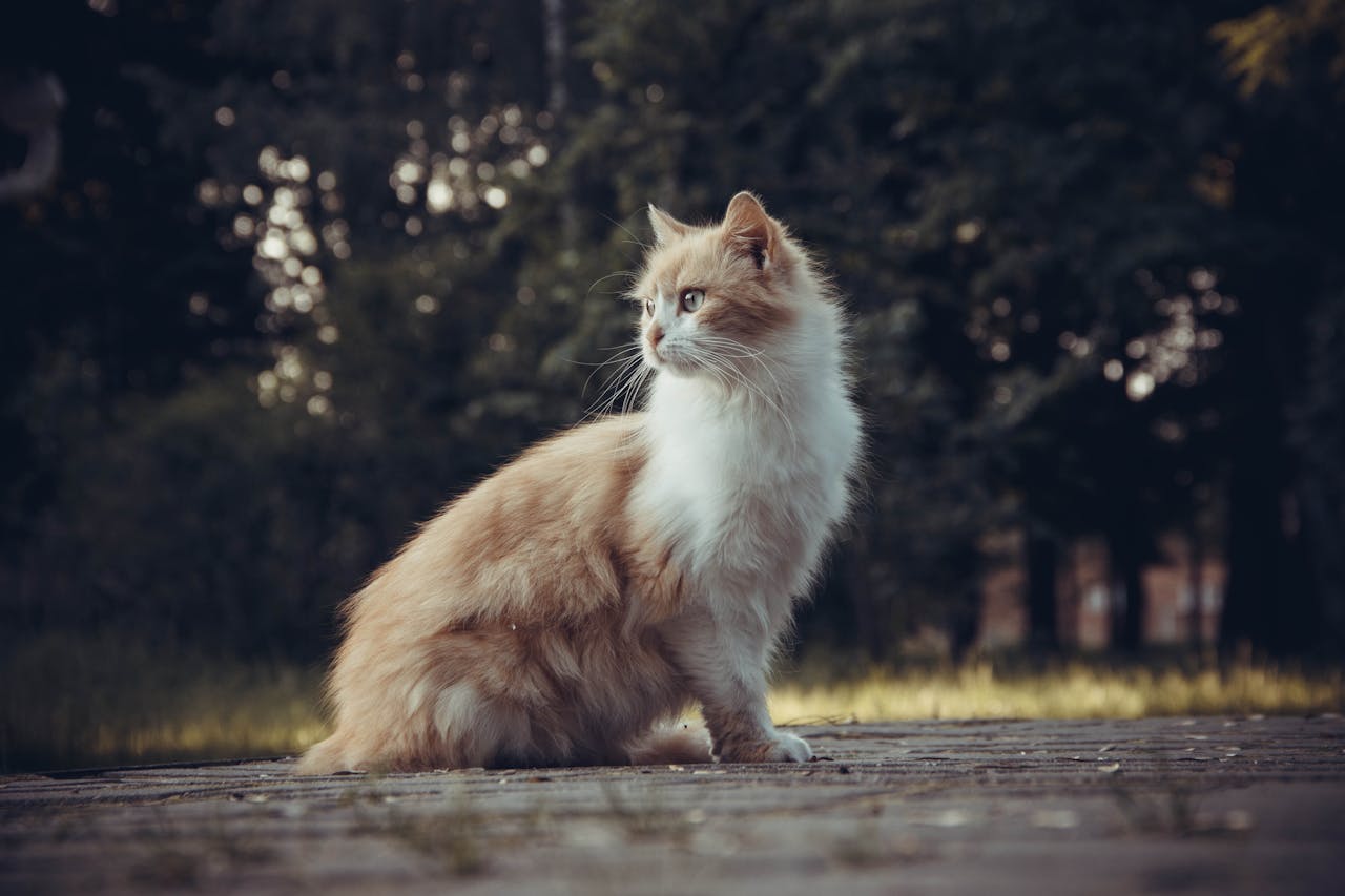 A serene domestic cat sits gracefully outdoors, surrounded by nature.